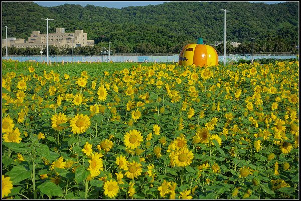 2023.10.25 台北大佳河濱公園 ‧ 向日葵