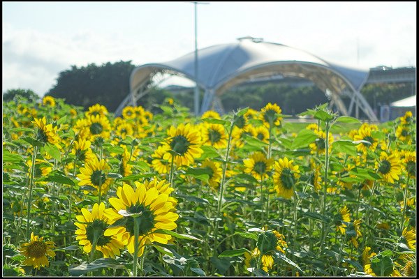 2023.10.25 台北大佳河濱公園 ‧ 向日葵