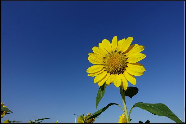 2023.10.25 台北大佳河濱公園 ‧ 向日葵