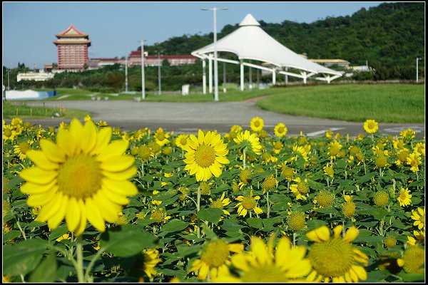 2023.10.25 台北大佳河濱公園 ‧ 向日葵