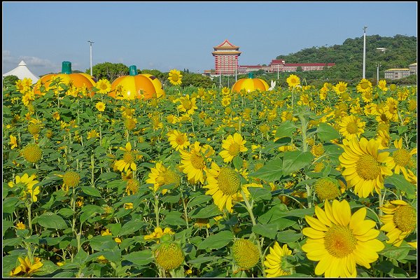 2023.10.25 台北大佳河濱公園 ‧ 向日葵