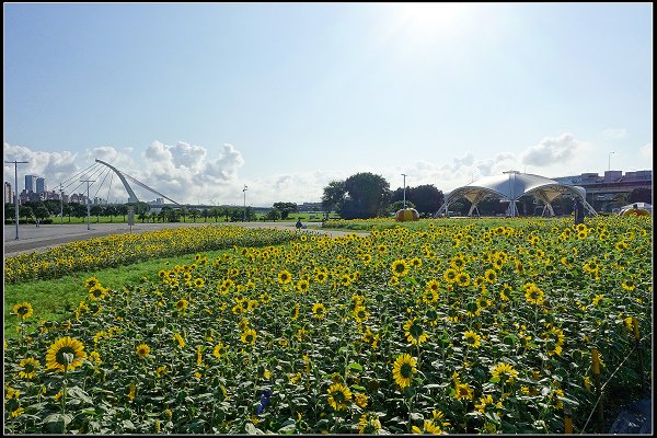 2023.10.25 台北大佳河濱公園 ‧ 向日葵