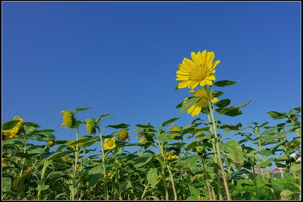 2023.10.25 台北大佳河濱公園 ‧ 向日葵