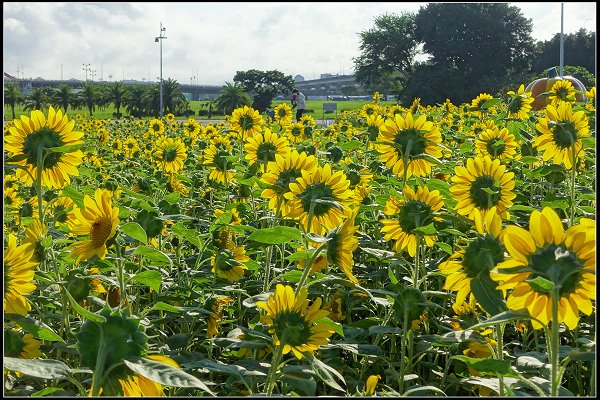 2023.10.25 台北大佳河濱公園 ‧ 向日葵