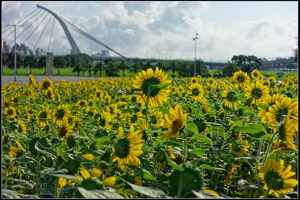 2023.10.25 台北大佳河濱公園 ‧ 向日葵