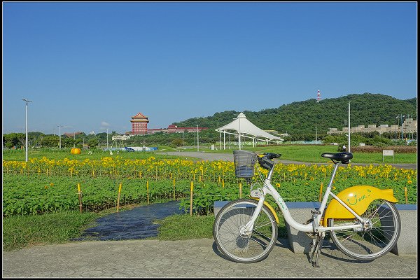 2023.10.25 台北大佳河濱公園 ‧ 向日葵