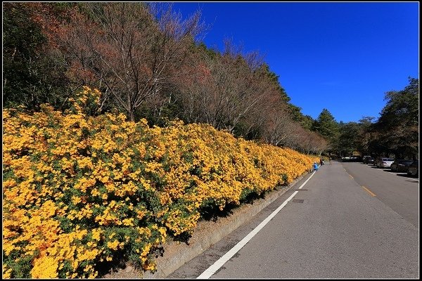 2019.11.23 如詩如畫般的武陵農場