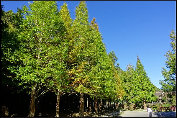 2023.11.04 南投竹山 ‧ 杉林溪森林遊樂區