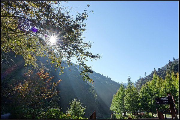 2023.11.04 南投竹山 ‧ 杉林溪森林遊樂區