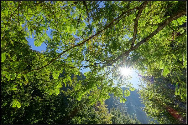 2023.11.04 南投竹山 ‧ 杉林溪森林遊樂區