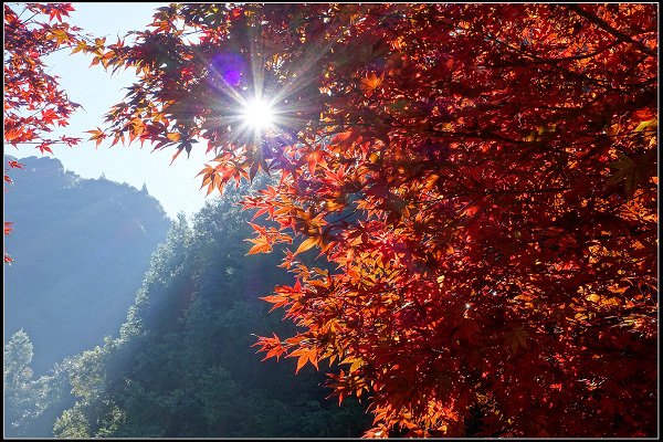 2023.11.04 南投竹山 ‧ 杉林溪森林遊樂區