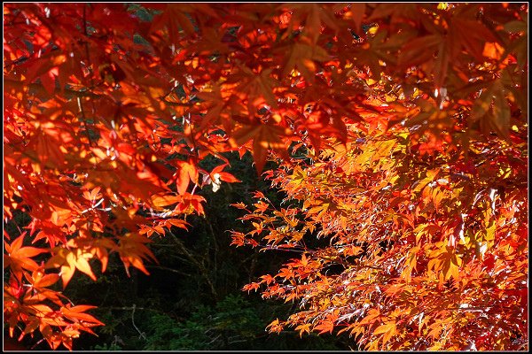 2023.11.04 南投竹山 ‧ 杉林溪森林遊樂區