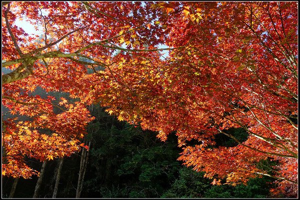 2023.11.04 南投竹山 ‧ 杉林溪森林遊樂區