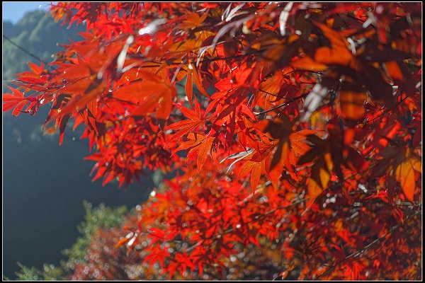 2023.11.04 南投竹山 ‧ 杉林溪森林遊樂區