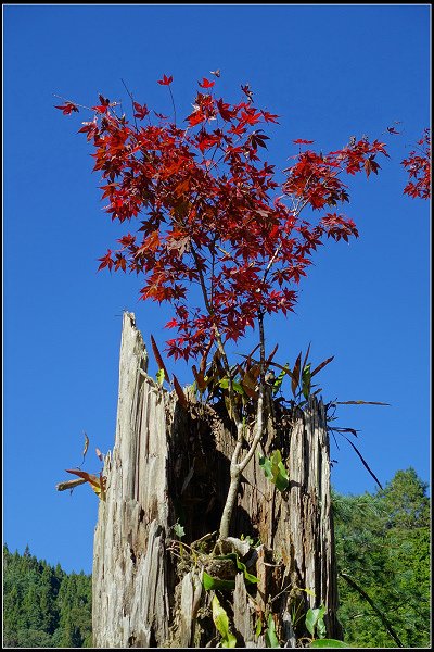 2023.11.04 南投竹山 ‧ 杉林溪森林遊樂區