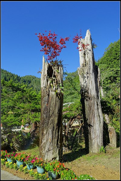 2023.11.04 南投竹山 ‧ 杉林溪森林遊樂區