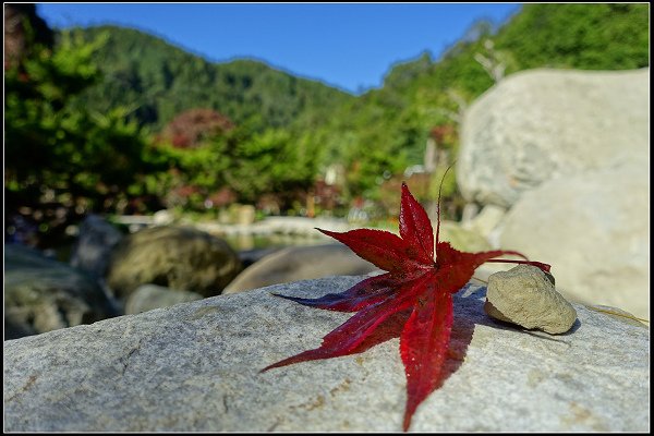 2023.11.04 南投竹山 ‧ 杉林溪森林遊樂區