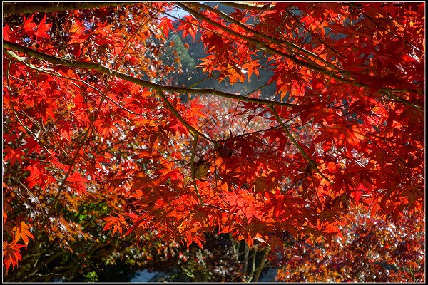 2023.11.04 南投竹山 ‧ 杉林溪森林遊樂區