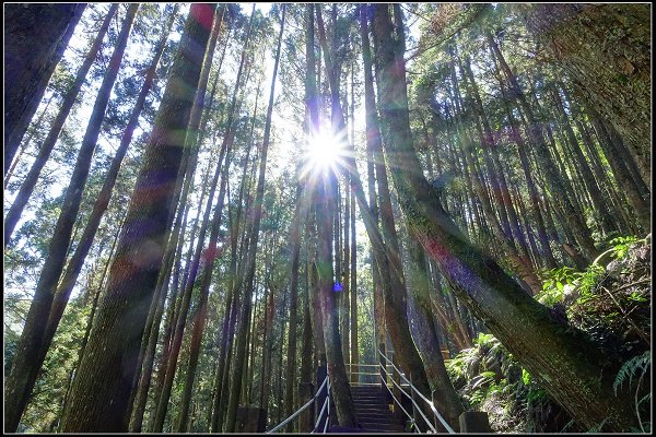 2023.11.04 南投竹山 ‧ 杉林溪森林遊樂區