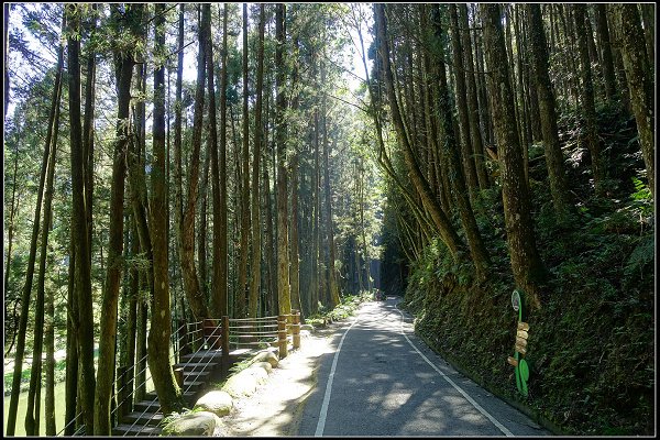 2023.11.04 南投竹山 ‧ 杉林溪森林遊樂區