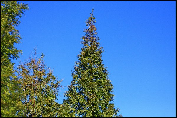 2023.11.04 南投竹山 ‧ 杉林溪森林遊樂區