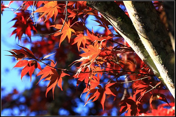 2023.11.04 南投竹山 ‧ 杉林溪森林遊樂區