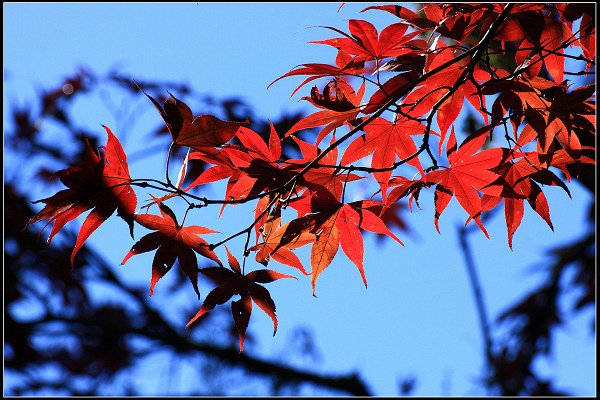 2023.11.04 南投竹山 ‧ 杉林溪森林遊樂區