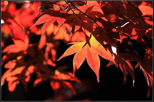 2023.11.04 南投竹山 ‧ 杉林溪森林遊樂區