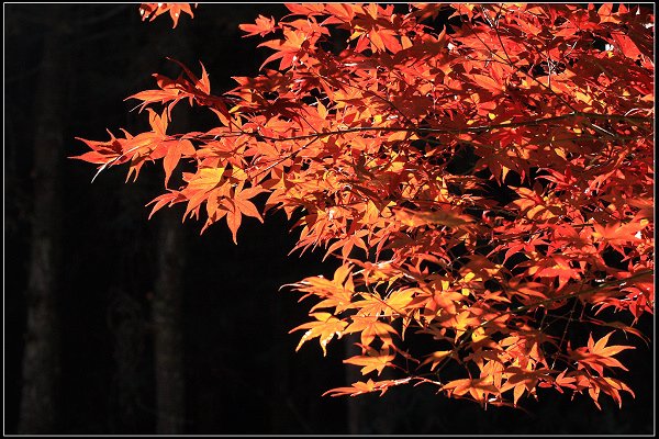 2023.11.04 南投竹山 ‧ 杉林溪森林遊樂區