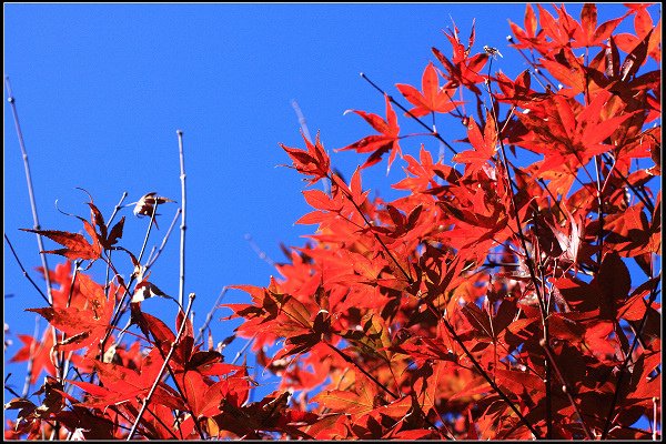 2023.11.04 南投竹山 ‧ 杉林溪森林遊樂區