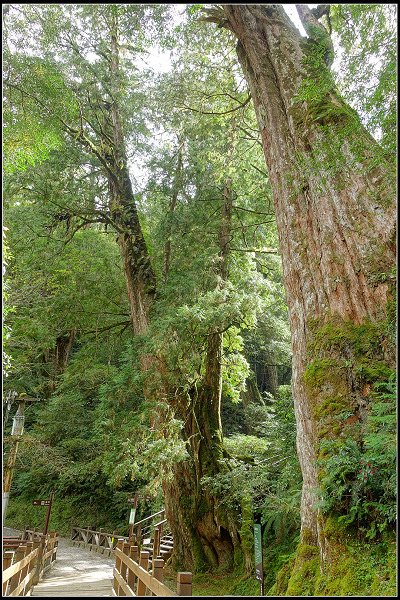 2023.11.20 桃園復興 ‧ 拉拉山森林遊樂區