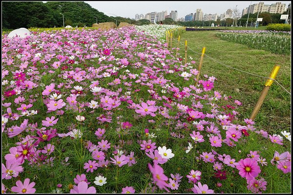 2024.01.06 台北市古亭河濱公園花海