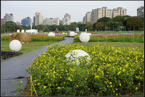 2024.01.06 台北市古亭河濱公園花海