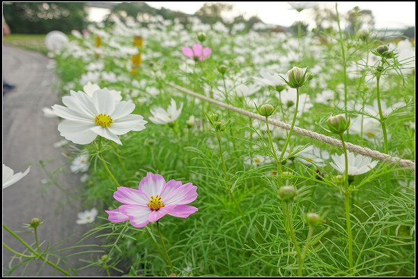 2024.01.06 台北市古亭河濱公園花海