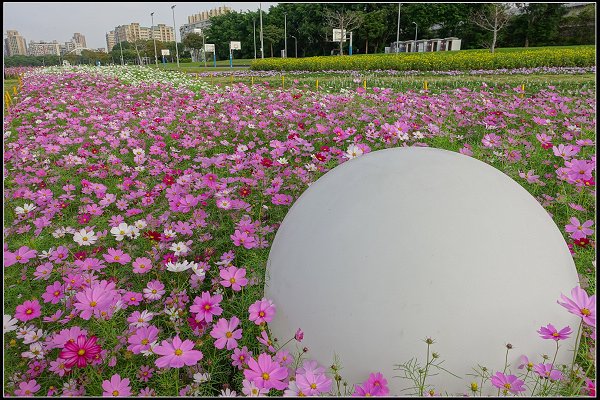 2024.01.06 台北市古亭河濱公園花海