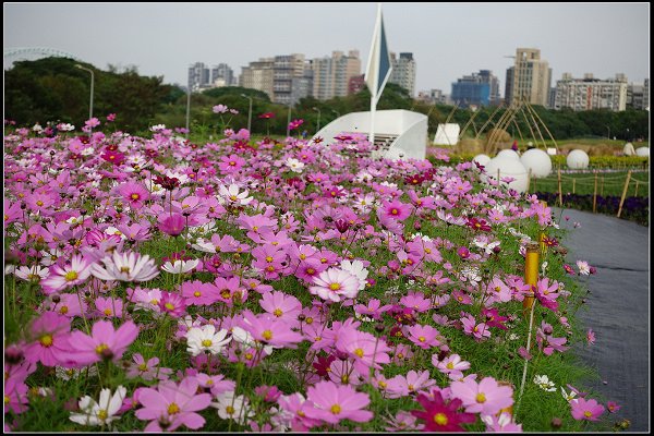 2024.01.06 台北市古亭河濱公園花海