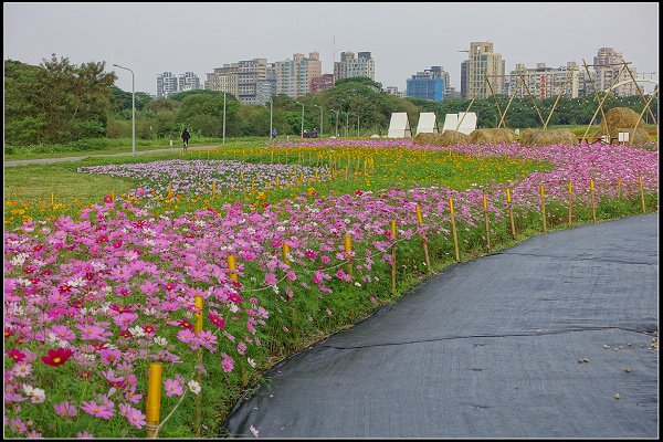 2024.01.06 台北市古亭河濱公園花海