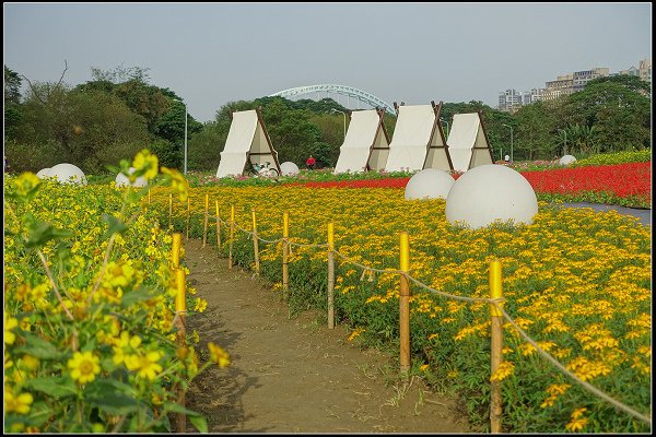 2024.01.06 台北市古亭河濱公園花海