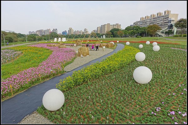 2024.01.06 台北市古亭河濱公園花海