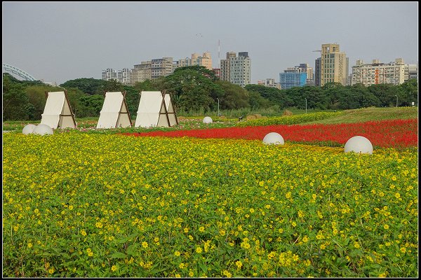 2024.01.06 台北市古亭河濱公園花海