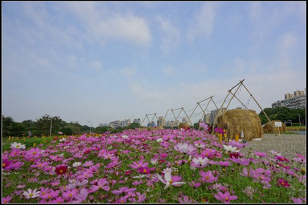 2024.01.06 台北市古亭河濱公園花海