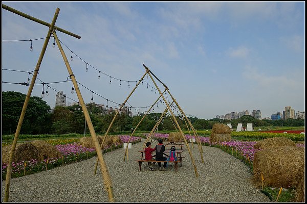 2024.01.06 台北市古亭河濱公園花海