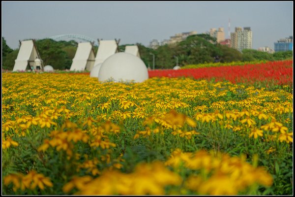 2024.01.06 台北市古亭河濱公園花海