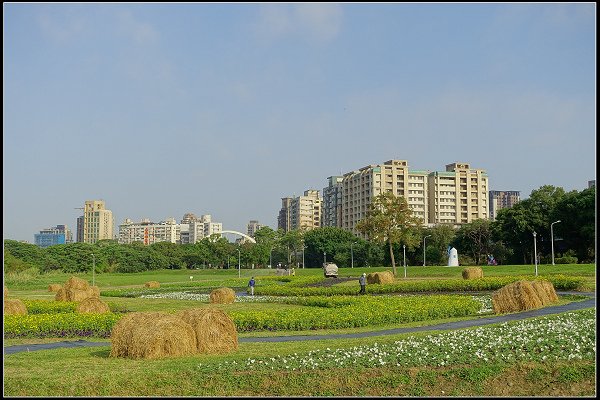 2024.01.06 台北市古亭河濱公園花海