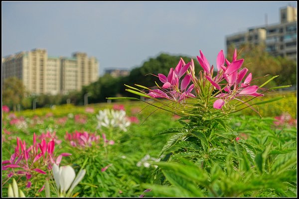 2024.01.06 台北市古亭河濱公園花海