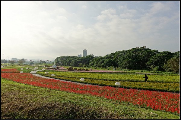 2024.01.06 台北市古亭河濱公園花海