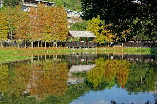 2024.01.14 士林原住民文化公園 ‧ 落羽松