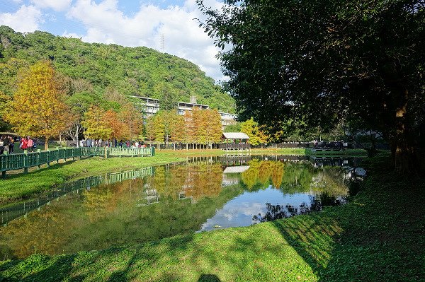 2024.01.14 士林原住民文化公園 ‧ 落羽松