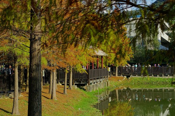 2024.01.14 士林原住民文化公園 ‧ 落羽松