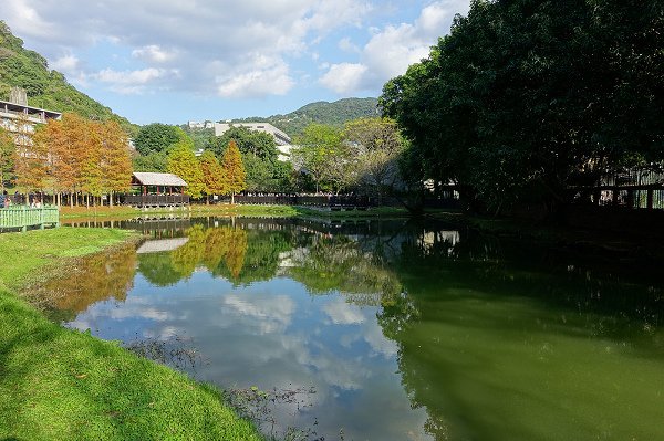 2024.01.14 士林原住民文化公園 ‧ 落羽松